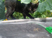 Beautiful black female kitten