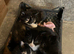 Very cute kittens looking for forever homes