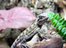 Rankins Dragons at Birmingham Reptiles