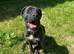 20 month Male Presa Canario