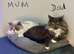 Persian x Maine Coon 1 girl left