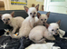 Full Traditional Siamese kittens