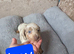 Dachshund Puppies for Sale