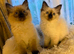 Pure Ragdoll Kittens for Sale