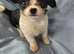 Chihuahua puppies