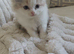 Persian x ragdoll