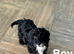 Layla cockapoo boys ready for family now