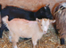 Lovely Goats