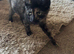 I have 7 beautiful kittens for sale