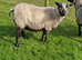 Two shetland ewes for sale.