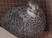 Corturnix quail hatching eggs
