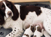 Two beautiful springer spaniels