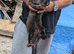 Ferret for sale
