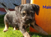 Border Terrier puppies