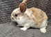 Mini Lion Lop Bunnies