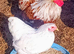 Wyandotte Bantam Pullets (Females)