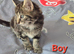 Fluffy 2 Kittens
