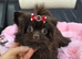 2 beautiful tea cup Yorkshire puppies