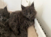 Beautiful full maine coon kittens ready now
