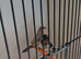 Adult bengalese finches for sale