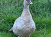 Female Lavender Muscovy Duck 2025 hatched