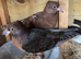Archangels for sale
