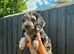 Gorgeous Cockapoo Puppies