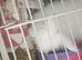 Long haired rabbit