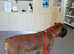 KC REG PROVEN 0 HEART SCORE BOXER STUD