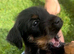 Patterdale x lakeland