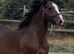 Sec d yearling colt