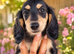 Last Wonderful KC Registered Miniature Longhaired Dachshund Puppy
