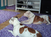 Puppy Staffordshire Bull Terrier