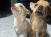 4 teacup chihuahua puppies