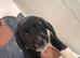 Cocker spaniel/ Labrador