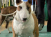 Quality bull terrier puppy&rsquo;s