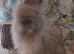 2 beautiful Angora Babies Ready now