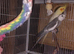 Cockateils and Quails