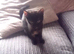 Kitten looking for ever home