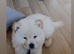 KC Registered Champion Bloodline Chow Chow Boy