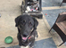 Shepard mix looking for her forever home