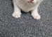 4 stunning kittens