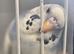 Budgies