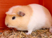 Single male smooth guinea pig