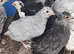 Aracuna chickens