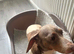 Dachshund female Piebald