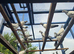 baby highfly pigeons