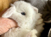 Mini lop baby bunnies, small, sweet and pure bred from the best
