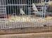 Birds for sale