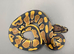Hatchling Ball/Royal pythons